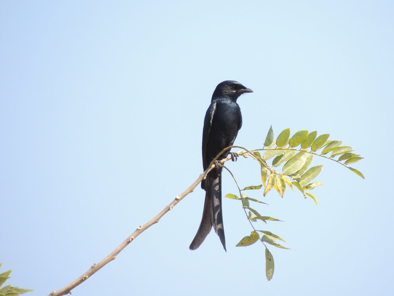 Bird watching at Kotu Creek in Gambia | Meer
