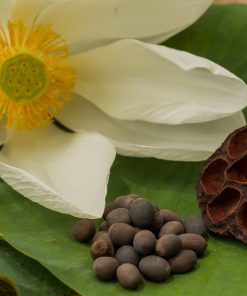 Lotus Seeds